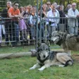 photo diaporama sorties des loups à la fête de la forêt 199522