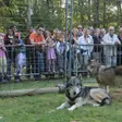 photo diaporama sorties des loups à la fête de la forêt 199523