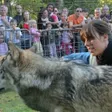photo diaporama sorties des loups à la fête de la forêt 199526