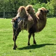 photo diaporama sorties Événement dans l’orne : la naissance d’un chameau 208879