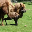 photo diaporama sorties Événement dans l’orne : la naissance d’un chameau 208888