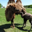 photo diaporama sorties Événement dans l’orne : la naissance d’un chameau 208893