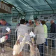 photo diaporama sorties crosmières : l'agriculture en fête au comice cantonal 215295