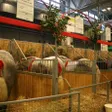 photo diaporama sorties veaux vaches cochons... : les sarthois au salon de l'agriculture 236692