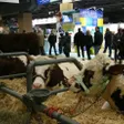 photo diaporama sorties veaux vaches cochons... : les sarthois au salon de l'agriculture 236693