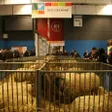 photo diaporama sorties veaux vaches cochons... : les sarthois au salon de l'agriculture 236696