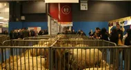 photo diaporama sorties veaux vaches cochons... : les sarthois au salon de l'agriculture