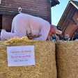 photo diaporama sorties le mans. le champion du monde de cri de cochon en images [galerie photos] 240382