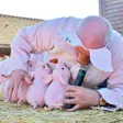 photo diaporama sorties le mans. le champion du monde de cri de cochon en images [galerie photos] 240385