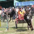 photo diaporama sorties sur le site de la monnerie: courses d'ânes et vide-greniers 244309