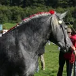 photo diaporama sorties c'était leur championnat de france: spectaculaires chevaux percherons 294522