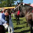 photo diaporama sorties c'était leur championnat de france: spectaculaires chevaux percherons 294527