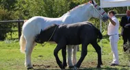 photo diaporama info c'était leur championnat de france: spectaculaires chevaux percherons
