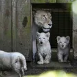photo diaporama sorties la flèche. première sortie des lionceaux blancs au zoo [photos et vidÉo] 299473