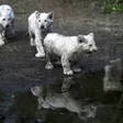photo diaporama sorties la flèche. première sortie des lionceaux blancs au zoo [photos et vidÉo] 299474