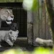 photo diaporama sorties la flèche. première sortie des lionceaux blancs au zoo [photos et vidÉo] 299476