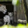 photo diaporama sorties la flèche. première sortie des lionceaux blancs au zoo [photos et vidÉo] 299478