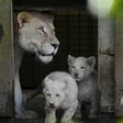 photo diaporama sorties la flèche. première sortie des lionceaux blancs au zoo [photos et vidÉo] 299480