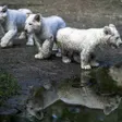 photo diaporama sorties la flèche. première sortie des lionceaux blancs au zoo [photos et vidÉo] 299482