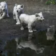 photo diaporama sorties la flèche. première sortie des lionceaux blancs au zoo [photos et vidÉo] 299484