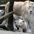 photo diaporama sorties la flèche. première sortie des lionceaux blancs au zoo [photos et vidÉo] 299486