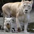 photo diaporama sorties la flèche. première sortie des lionceaux blancs au zoo [photos et vidÉo] 299488