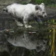 photo diaporama sorties la flèche. première sortie des lionceaux blancs au zoo [photos et vidÉo] 299489
