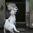 photo diaporama sorties la flèche. première sortie des lionceaux blancs au zoo [photos et vidÉo] 299490