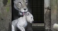 photo diaporama info la flèche. première sortie des lionceaux blancs au zoo [photos et vidÉo]