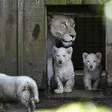 photo diaporama sorties la flèche. première sortie des lionceaux blancs au zoo [photos et vidÉo] 299802