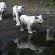photo diaporama sorties la flèche. première sortie des lionceaux blancs au zoo [photos et vidÉo] 299803
