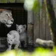 photo diaporama sorties la flèche. première sortie des lionceaux blancs au zoo [photos et vidÉo] 299807