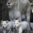 photo diaporama sorties la flèche. première sortie des lionceaux blancs au zoo [photos et vidÉo] 299810
