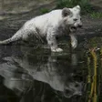photo diaporama sorties la flèche. première sortie des lionceaux blancs au zoo [photos et vidÉo] 299812