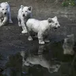 photo diaporama sorties la flèche. première sortie des lionceaux blancs au zoo [photos et vidÉo] 299813