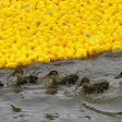 photo diaporama sorties le mans. la grande course de petits canards en images 303189