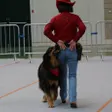 photo diaporama sorties en images: maîtres et chiens au concours de dog dance d'argentan 306251