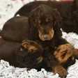 photo diaporama sorties le mans. ces chiots vont vous faire craquer  308611