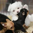 photo diaporama sorties le mans. ces chiots vont vous faire craquer  308615