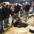 photo diaporama sorties le mans. ces chiots vont vous faire craquer  308622