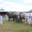 photo diaporama sorties une fête de la chasse très animée au haras du pin 312136
