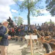 photo diaporama sorties une fête de la chasse très animée au haras du pin 312138
