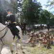 photo diaporama sorties une fête de la chasse très animée au haras du pin 312139