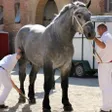 photo diaporama sorties percherons et shetlands se croisent au haras du pin 312916