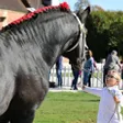 photo diaporama sorties percherons et shetlands se croisent au haras du pin 312917