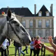 photo diaporama sorties percherons et shetlands se croisent au haras du pin 312920