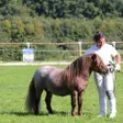 photo diaporama sorties percherons et shetlands se croisent au haras du pin 312921
