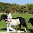 photo diaporama sorties percherons et shetlands se croisent au haras du pin 312925