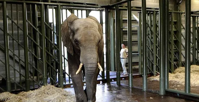 photo zoo de la flèche, hier après-midi. botan et boubou ont fait le voyage depuis l’allemagne dans un container. &copy; photo