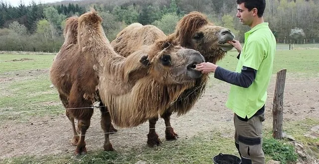 photo dans le ventre d’altaï (à gauche), grandit un petit chameau qui doit voir le jour à la fin du mois. ici avec vincent chauvin, directeur du parc animalier, et gobi, le futur papa. &copy; photo : alix froissart/ouest-france